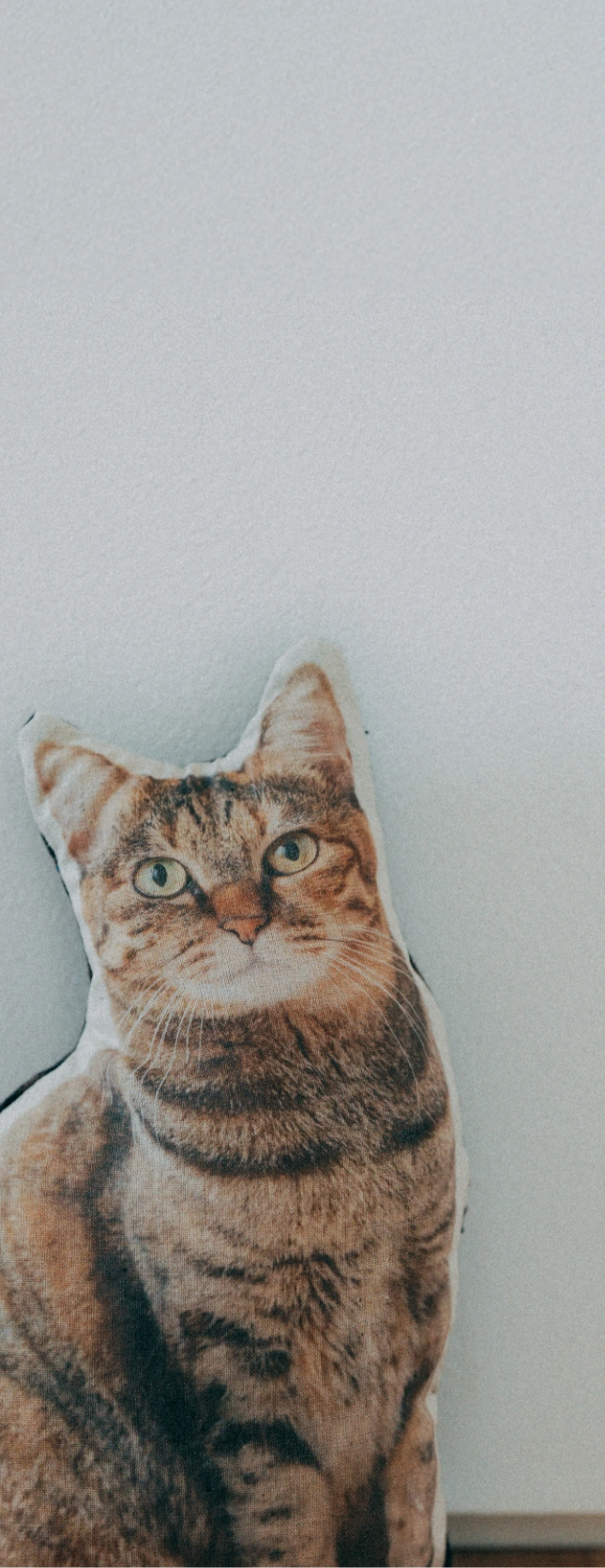 猫の写真